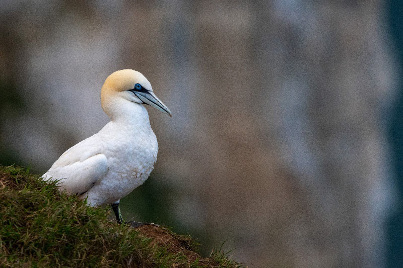 A bird